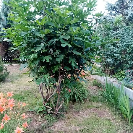 Smiljanic Guest house Slavkovica